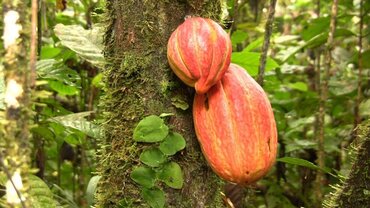 Picture for category Cacao and Chocolate Producers in San Juanillo